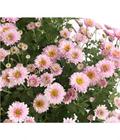 Herbst-Chrysantheme Mit Ziergras 12 Herbst-Chrysantheme Mit Ziergras -Gartenladen Im Freien 8594269 WE DE 002 ChrysanthemumMultifloraMitPennisetumRubrum25DehnerExpressHerzig