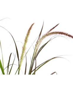 Herbst-Chrysantheme Mit Ziergras 14 Herbst-Chrysantheme Mit Ziergras -Gartenladen Im Freien 8594269 WE DE 004 ChrysanthemumMultifloraMitPennisetumRubrum25DehnerExpressHerzig