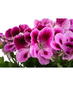 Edelpelargonie, Verschiedene Farben -Gartenladen Im Freien 8594541 WE DE 002 EdelpelargonieBuschT23