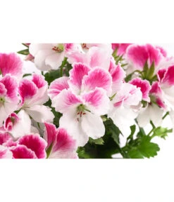 Edelpelargonie, Verschiedene Farben -Gartenladen Im Freien 8594541 WE DE 003 EdelpelargonieBuschT23