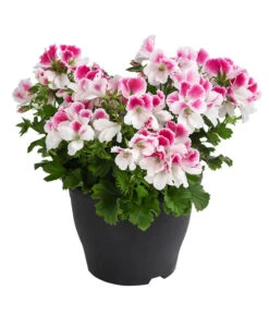 Edelpelargonie, Verschiedene Farben -Gartenladen Im Freien 8594541 WE FS 003 EdelpelargonieBuschT23