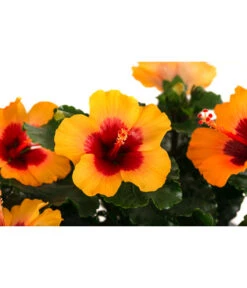 Hibiskus In Schale, Verschiedene Sorten -Gartenladen Im Freien 8595225 WE DE 003 HibiskusSchaleT21