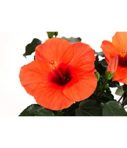 Hibiskus In Schale, Verschiedene Sorten -Gartenladen Im Freien 8595225 WE DE 004 HibiskusSchaleT21