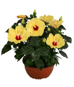 Hibiskus In Schale, Verschiedene Sorten -Gartenladen Im Freien 8595225 WE FS 001 HibiskusSchaleT21