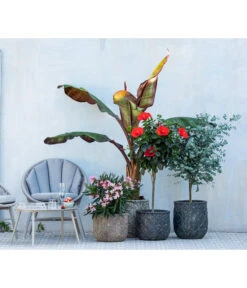 Hibiskus - Garten-Eibisch, Stämmchen -Gartenladen Im Freien 8596744 WE MO 001 NeriumOleander