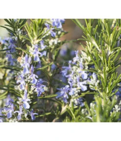 Bio Rosmarin -Gartenladen Im Freien 8610206 WE DE 001 RosmarinBluete