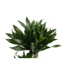 Drachenbaum - Dracaena Deremensis Compacta 5 Drachenbaum - Dracaena Deremensis Compacta -Gartenladen Im Freien 8612699 WE DE 001 DracaenaDeremensisCompactaZweitriebigT17