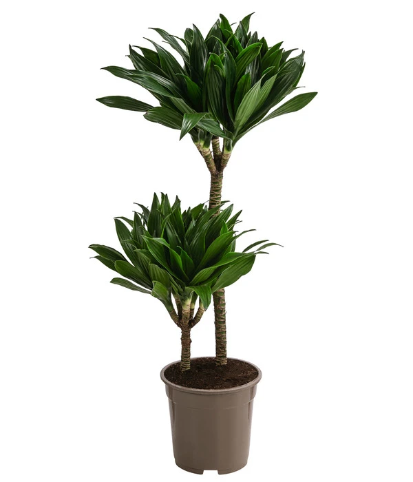 Drachenbaum - Dracaena Deremensis Compacta 1 Drachenbaum - Dracaena Deremensis Compacta