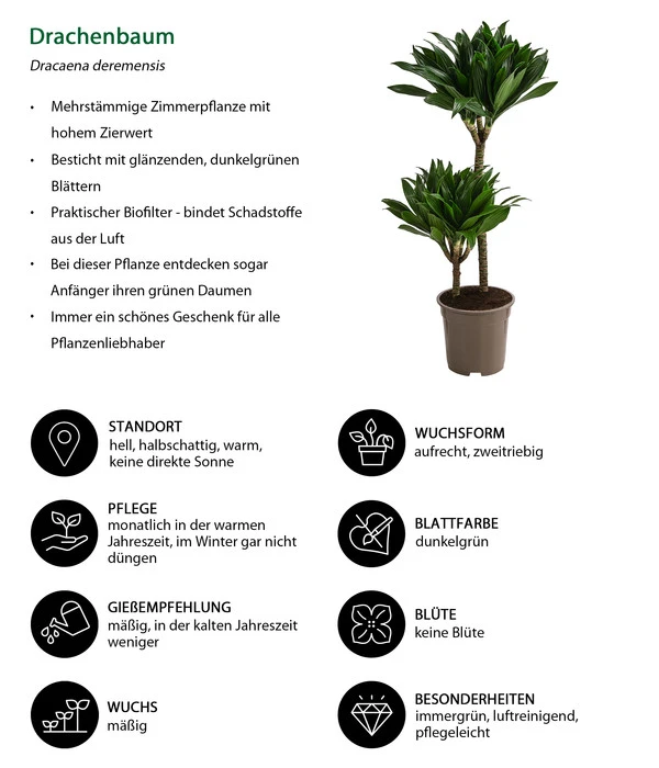 Drachenbaum - Dracaena Deremensis Compacta 2 Drachenbaum - Dracaena Deremensis Compacta – Bild 2