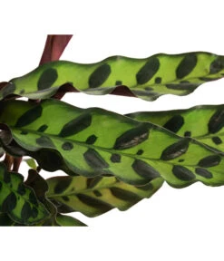 Korbmarante - Calathea Lancifolia -Gartenladen Im Freien 8627721 WE DE 001 CalatheaInsignisT12