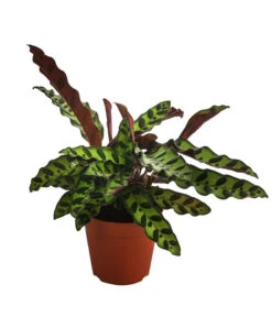 Korbmarante - Calathea Lancifolia