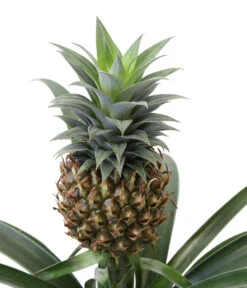 Ananaspflanze - Ananas Comosus, In Keramik -Gartenladen Im Freien 8627978 WE DE 001 AnanaspflanzeInKeramik
