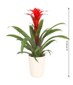 Guzmanie - Guzmania Calypso, In Keramik -Gartenladen Im Freien 8628018 WE FS 003 GuzmaniaCalypsoInKeramik