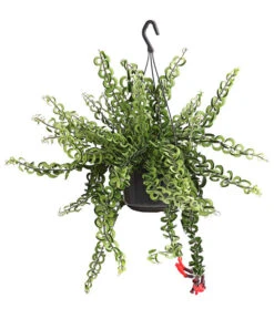 Schamblume - Aeschynanthus Cultivars 'Twister', Ampel