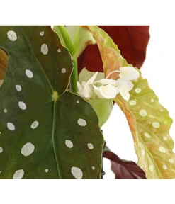 Polka-Dot Begonie - Begonia Maculata -Gartenladen Im Freien 8651291 PR DE 002 BegonieMaculataT12DehnerExpressHerzig