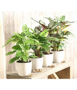 Korbmarante - Calathea Picturata -Gartenladen Im Freien 8666083 PR MO 001 KorbmarantheCalatheaLeopardinaT12DehnerExpressHerzig