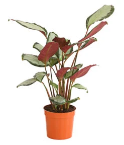 Korbmarante - Calathea Picturata