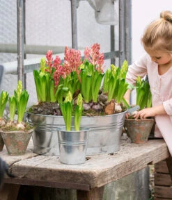 Hyazinthe, 3 Zwiebeln -Gartenladen Im Freien 8668121 WE MO 001 Hyazinthen