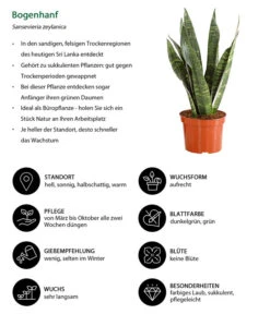 Bogenhanf - Sansevieria Zeylanica -Gartenladen Im Freien 8670523 WE IG 001 SansevierieSansevieriaZylanicaT12DehnerExpressHerzig