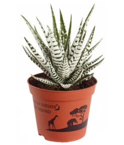 Haworthie - Haworthia Fasciata 'Alba'