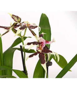 Zahnzungen-Orchidee - Odontoglossum-Hybriden, Verschiedene Sorten -Gartenladen Im Freien 8704694 PR DE 001 Odontoglossum1TrieberT12DehnerHerzig
