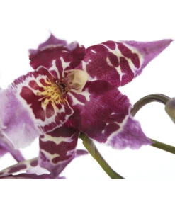 Zahnzungen-Orchidee - Odontoglossum-Hybriden, Verschiedene Sorten -Gartenladen Im Freien 8704694 PR DE 001 OdontoglossumSortenmix1TrieberT11DehnerExpressZS