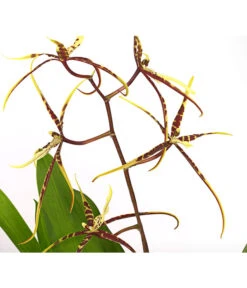 Zahnzungen-Orchidee - Odontoglossum-Hybriden, Verschiedene Sorten -Gartenladen Im Freien 8704694 PR DE 002 Odontoglossum1TrieberT12DehnerHerzig