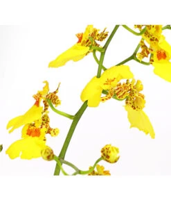 Zahnzungen-Orchidee - Odontoglossum-Hybriden, Verschiedene Sorten -Gartenladen Im Freien 8704694 PR DE 003 Odontoglossum1TrieberT12DehnerHerzig