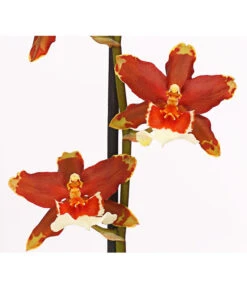 Zahnzungen-Orchidee - Odontoglossum-Hybriden, Verschiedene Sorten -Gartenladen Im Freien 8704694 PR DE 005 Odontoglossum1TrieberT12DehnerHerzig