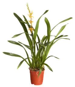 Zahnzungen-Orchidee - Odontoglossum-Hybriden, Verschiedene Sorten -Gartenladen Im Freien 8704694 PR FS 001 OdontoglossumBrassadaMiradaSortenmix1TrieberT11DehnerExpressZS