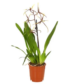 Zahnzungen-Orchidee - Odontoglossum-Hybriden, Verschiedene Sorten -Gartenladen Im Freien 8704694 PR FS 002 Odontoglossum1TrieberT12DehnerHerzig