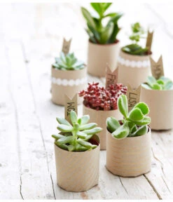 Gartenladen Im Freien -Gartenladen Im Freien 8722514 PR MO 002 Sukkulenten