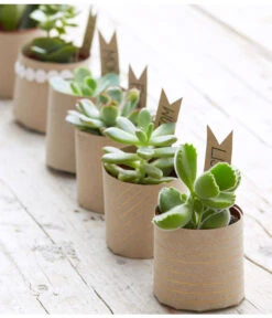 Mini Sukkulenten, Verschiedene Sorten -Gartenladen Im Freien 8722514 PR MO 006 Sukkulenten