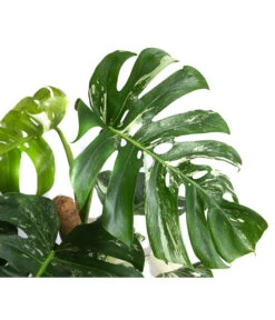 Fensterblatt - Monstera Deliciosa 'Variegata' Am Moosstab -Gartenladen Im Freien 8745457 WE DE 001 MonsteraVariegataMoosstabFensterblattT17