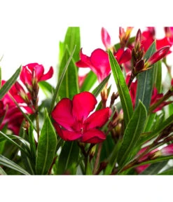 Oleander, Solitärbusch -Gartenladen Im Freien 8753105 WE DE 001 NeriumOleanderBuschRotT30