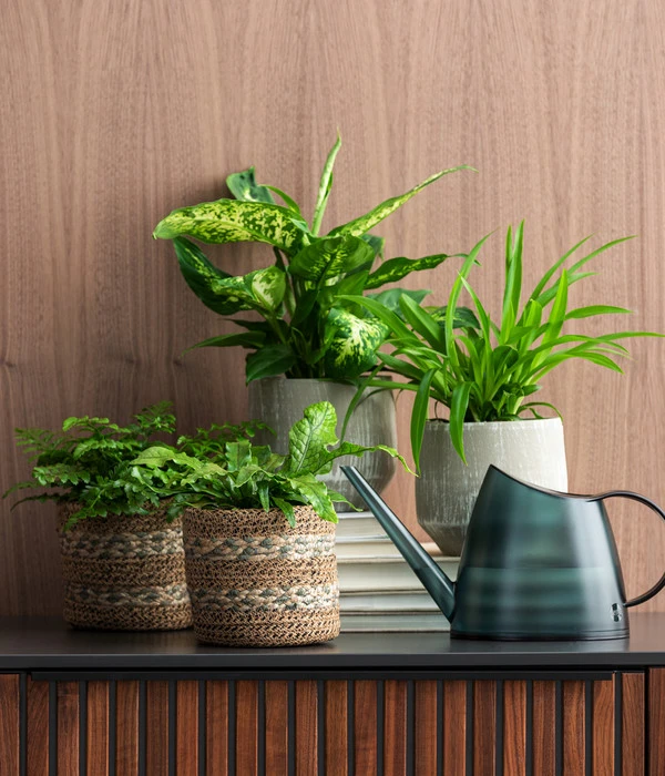 Dieffenbachie - Dieffenbachia Seguine Compacta 2 Dieffenbachie - Dieffenbachia Seguine Compacta – Bild 2