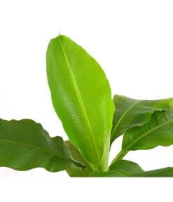 Japanische Faserbanane - Musa Basjoo -Gartenladen Im Freien 8777211 PR DE 001 MusaBasjooT20DehnerExpressHerzig