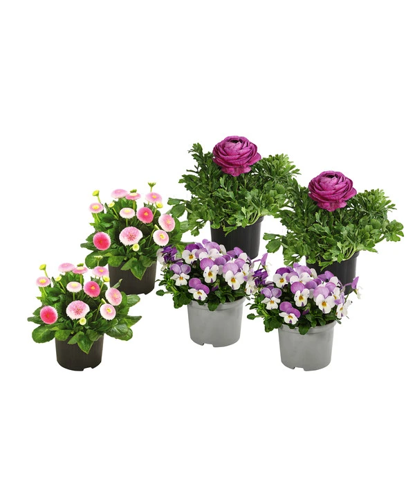 Beet- & Balkonpflanzen-Set Frühlingsfreude, 6-teilig 1 Beet- & Balkonpflanzen-Set Frühlingsfreude, 6-teilig
