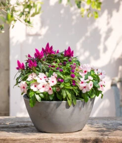 Kugelamaranth -Gartenladen Im Freien 8800666 PR MO 001 Beet Balkon Set