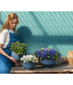 Rosenprimel 'Belarina', Verschiedene Farben 16 Rosenprimel 'Belarina', Verschiedene Farben -Gartenladen Im Freien 8806606 PR MO 001 RosenprimelBelarina Fruehling BlauesWunder Content 2023