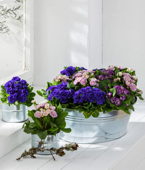 Rosenprimel 'Belarina', Verschiedene Farben 7 Rosenprimel 'Belarina', Verschiedene Farben – Bild 7