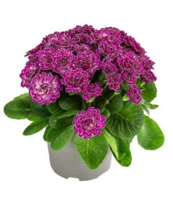 Rosenprimel 'Belarina', Verschiedene Farben 13 Rosenprimel 'Belarina', Verschiedene Farben -Gartenladen Im Freien 8806606 WE FS 001 RosenprimelCandyFrostT12