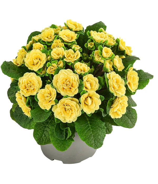 Rosenprimel 'Belarina', Verschiedene Farben 2 Rosenprimel 'Belarina', Verschiedene Farben – Bild 2