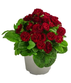 Rosenprimel 'Belarina', Verschiedene Farben