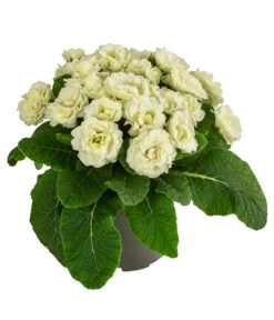 Rosenprimel 'Belarina', Verschiedene Farben 14 Rosenprimel 'Belarina', Verschiedene Farben -Gartenladen Im Freien 8806606 WE FS 005 RosenprimelCremeT12