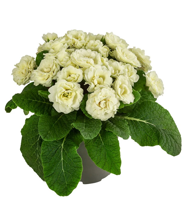 Rosenprimel 'Belarina', Verschiedene Farben 4 Rosenprimel 'Belarina', Verschiedene Farben – Bild 4