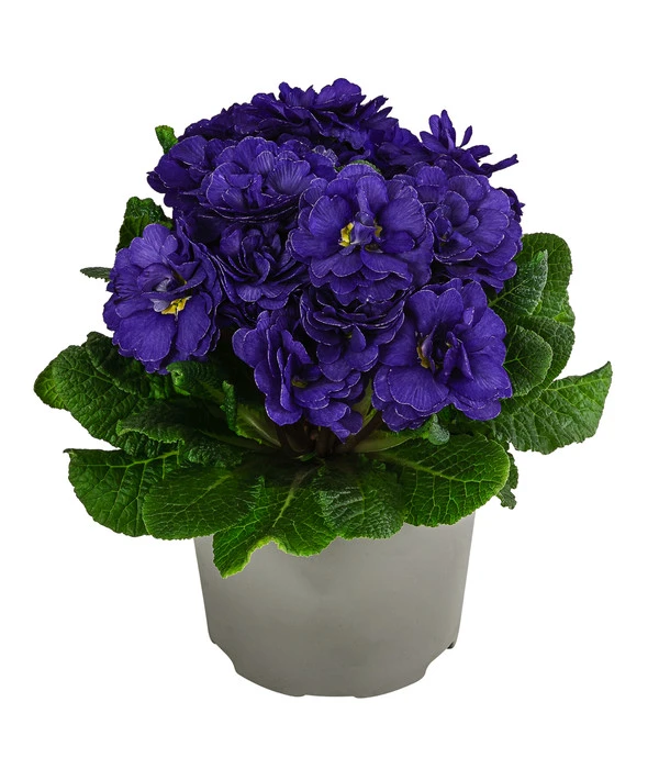 Rosenprimel 'Belarina', Verschiedene Farben 5 Rosenprimel 'Belarina', Verschiedene Farben – Bild 5