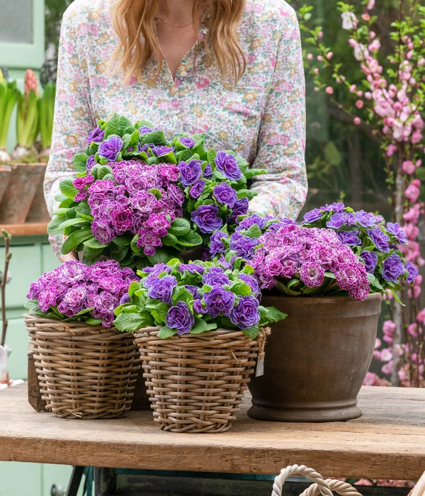 Rosenprimel 'Belarina', Verschiedene Farben 10 Rosenprimel 'Belarina', Verschiedene Farben – Bild 10