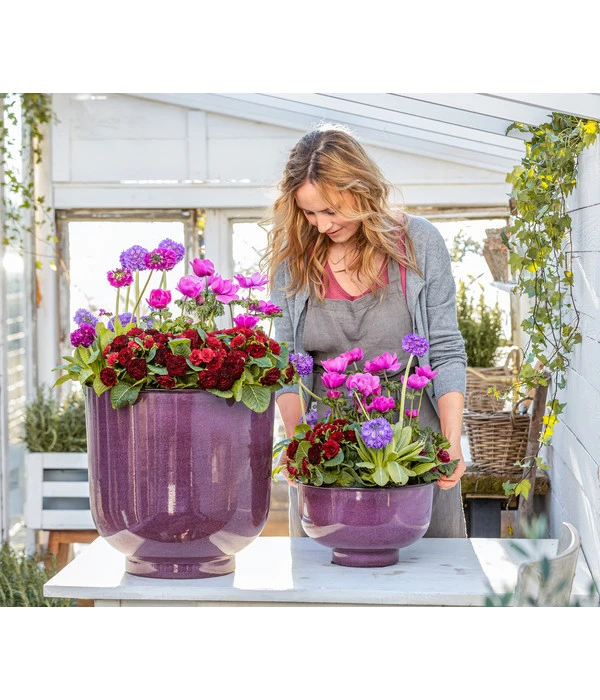 Rosenprimel 'Belarina', Verschiedene Farben 8 Rosenprimel 'Belarina', Verschiedene Farben – Bild 8