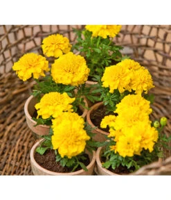 Studentenblume, Verschiedene Farben -Gartenladen Im Freien 8807091 BildFS 001 StudentenblumeTagetesKleinblumigT9